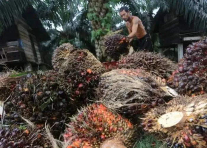 Harga TBS Sawit Petani di Riau Meningkat Menjadi Rp3.846 per Kilogram