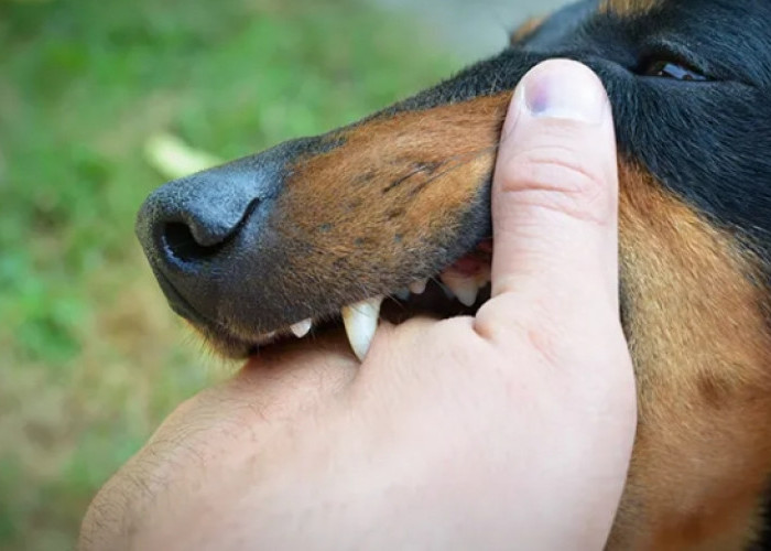 Cegah Gigitan Anjing Rabies! Ini Pertolongan Pertama yang Wajib Dilakukan