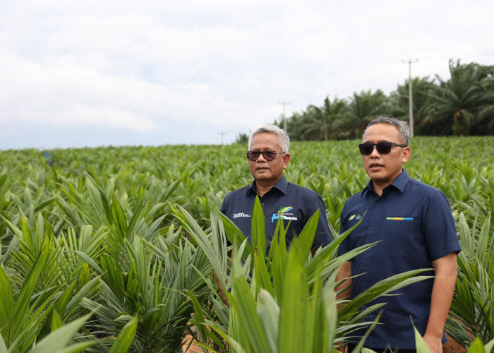 PTPN Inisiasi Program PSR Intercropping Padi Dukung Swasembada Pangan nasional