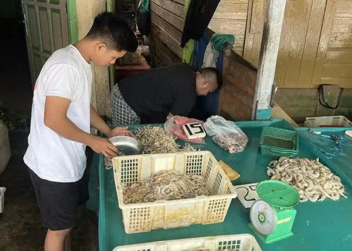 Harga Udang di Tanjabbar Jambi Anjlok, Udang Kuning Dibanderol Rp15.000 per Kg