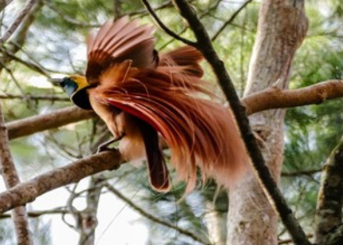 Burung Surga! Berikut 10 fakta menarik Burung Cendrawasih Papua, Fakta No 7 Sangat Unik