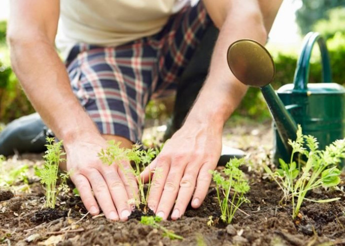 Berkebun di Rumah Kian Diminati, Jadi Cara Seru Isi Waktu Luang