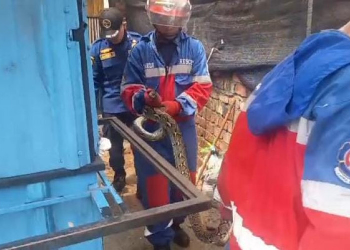 Damkar Kota Jambi Evakuasi Ular Sanca 2,5 Meter di Permukiman Warga