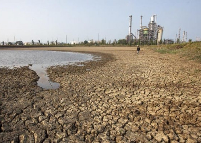 Embung Irigasi Mengering, Ratusan Hektare Sawah di Indramayu Terancam Kekurangan Air