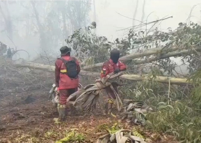 Petugas Manggala Agni Berjibaku Padamkan Karhutla di Hutan Lindung Gambut Londerang