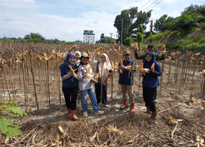 PTPN IV Regional IV Kebun Tanjung Lebar Panen 513 Kg Jagung, Penanaman Tahap Ketiga Kembali Dilanjutkan
