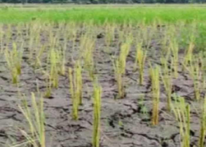 Fenomena El Nino Serang Sektor Pertanian, Pemerintah Siapkan Langkah Begini