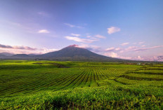 Jauh dari Hiruk Pikuk Kota, Kayu Aro Tawarkan Wisata yang Menenangkan