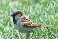 Burung Gereja Bukan Pertanda Buruk, Justru Keberadaannya Jadi Sinyal Baik Bagi Lingkungan