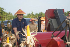Panen Raya Jagung di Margo Tabir, Pemkab Merangin Targetkan Jadi Lumbung Pangan Jambi