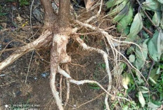 Selain Buahnya yang Manis, Ternyata Akar Nangka Memiliki 5 Khasiat Loh, Apa Saja Ya? Yuk Cek