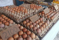 Pasokan Aman, Harga Telur Ayam di Kota Jambi Merangkak Naik Dipicu Faktor Permintaan