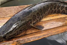 Penelitian Sebut Ikan Gabus Bermanfaat bagi Ibu Pascamelahirkan, Bantu Percepat Pemulihan Luka