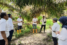 Kebun PTPN IV Regional IV Utamakan Operational Excellence 