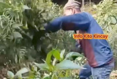 Harga Cabai Terpuruk di Kerinci, Petani Terpaksa Tebang Tanaman