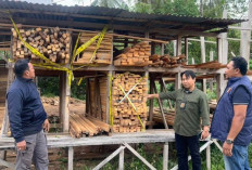 Peredaran Kayu Ilegal Terbongkar, Ratusan Batang Diamankan di Maluku