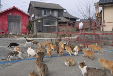 Cara Aman Usir Kucing Liar yang Datang ke Rumah Tanpa Menyakiti, Yuk Dicoba!