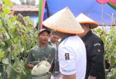 Panen Raya Melon, Bupati Tanjab Barat Dorong Desa Jadi Sentra Hortikultura Unggulan  