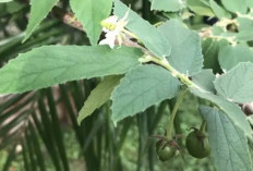 Daun Kersen untuk Gula Darah Herbal Alami yang Jarang Diketahui