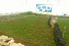 Lapas Kelas IIB Bangko Kembangkan Kebun Produktif Dukung Swasembada Pangan