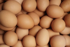 Superfood Terjangkau: Manfaat Luar Biasa Rutin Mengonsumsi Telur Rebus bagi Tubuh