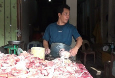 Harga Ayam Potong Turun, Kini Rp35 Ribu per Kilogram di Kuala Tungkal