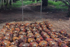 Harga Sawit Sempat Tertekan, PTPN IV PalmCo Jaga Serapan TBS Petani Sesuai Aturan