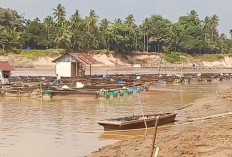 Kemarau Berkepanjangan, Debit Sungai Batanghari di Muaro Jambi Turun Signifikan