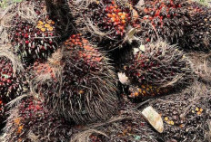 Harga TBS Sawit Jambi Naik hingga Rp64,67 per Kilogram pada Periode 24–30 Juli 2026