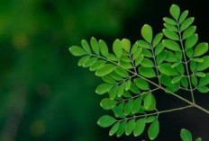 Rasanya Mirip Matcha, Ini 5 Manfaat Daun Kelor untuk Kesehatan yang Wajib Kamu Tahu!