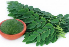 Daun Kelor Kaya Nutrisi, Ini Beragam Manfaatnya bagi Kesehatan