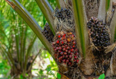 Harga TBS Sawit di Sumsel Terkoreksi Turun di Awal Maret 2026, Efek Lesunya Pasar CPO Global