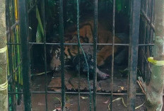 Harimau Sumatra Masuk Kandang Jebak BKSDA Sumbar Setelah Memangsa Kambing Warga