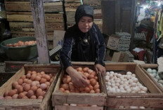 Pantauan Pasar Kota Jambi: Harga Telur Ayam Ras Bertahan Stabil Tinggi