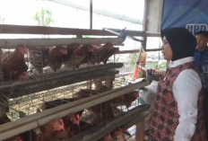 Manfaatkan Lahan Kosong, Warga Binaan Kembangkan Peternakan Ayam