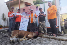DPW PKS Provinsi Jambi Tebar Semangat Berkurban, Ribuan Paket Daging Dibagikan untuk Warga dan Kader