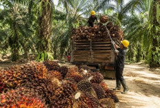 Program Peremajaan Sawit Jambi Telah Mencapai 3.054 Hektare, Disbun Jambi Targetkan 7.800 Hektare pada 2026