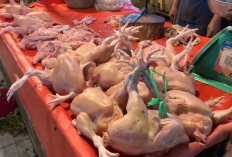 Stok Meningkat, Harga Ayam di Pasar Angso Duo Turun