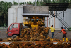Konflik Global Picu Kenaikan Biaya Logistik, Kontrak Ekspor Sawit Melambat