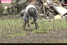 Petani Padi Keluhkan Minimnya Bantuan Pemerintah