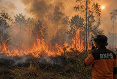 Cegah Karhutla Meluas, BNPB Minta Warga Aktif Laporkan Titik Api