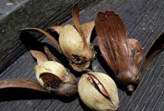 Mengenal Illipe Butter, Rahasia Kecantikan dari Hutan Kalimantan