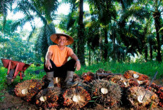 Petani Sawit Jambi Bersorak Gembira: Harga TBS Naik Jadi Rp3.941,73/Kg, Ini Daftar Harga 31 Juli–6 Agustus 202
