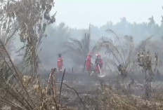 Lahan Gambut Diduga Terbakar Akibat Puntung Rokok, Menhut Raja Juli Tinjau Lokasi