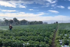 NTP Petani Jambi Naik, Perkebunan dan Hortikultura Jadi Penopang