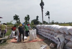 Bulog Kuala Tungkal Serap Gabah Petani Hingga 1.984 Ton