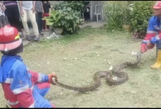 Petugas Damkar Kota Jambi Evakuasi Ular Sanca 20 Kilogram di Permukiman Warga