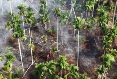 Tim Satgas Karhutla Padamkan Api di 1 Hektare Lahan Desa Muntialo