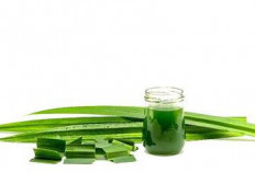 Manfaat Daun Pandan untuk Kecantikan dan Kesehatan Kulit