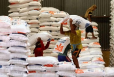 Kepala Bapanas Memastikan El Nino tak mengusik ketahanan pangan RI